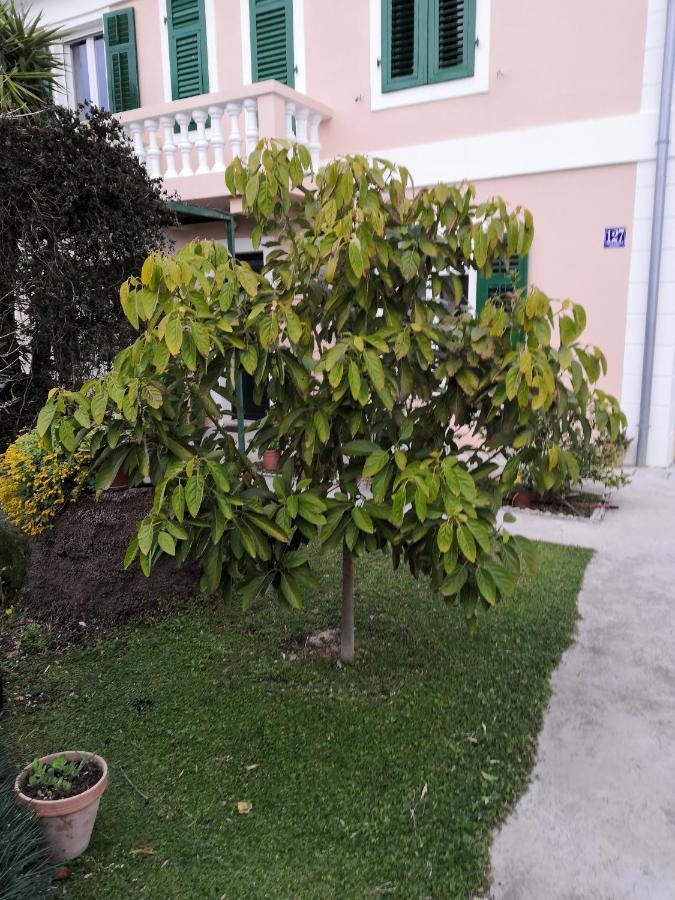 Apartment Dunja Djenovici Herceg Novi Luaran gambar